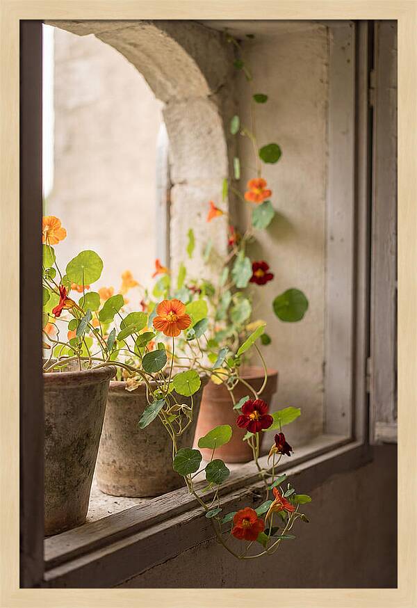 Trailing Nasturtiums In Vivid Orange