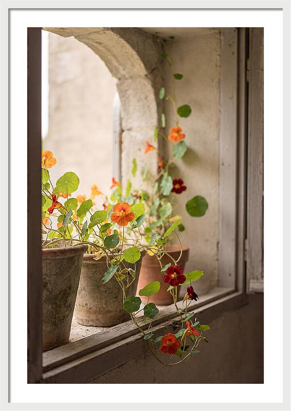 Trailing Nasturtiums In Vivid Orange