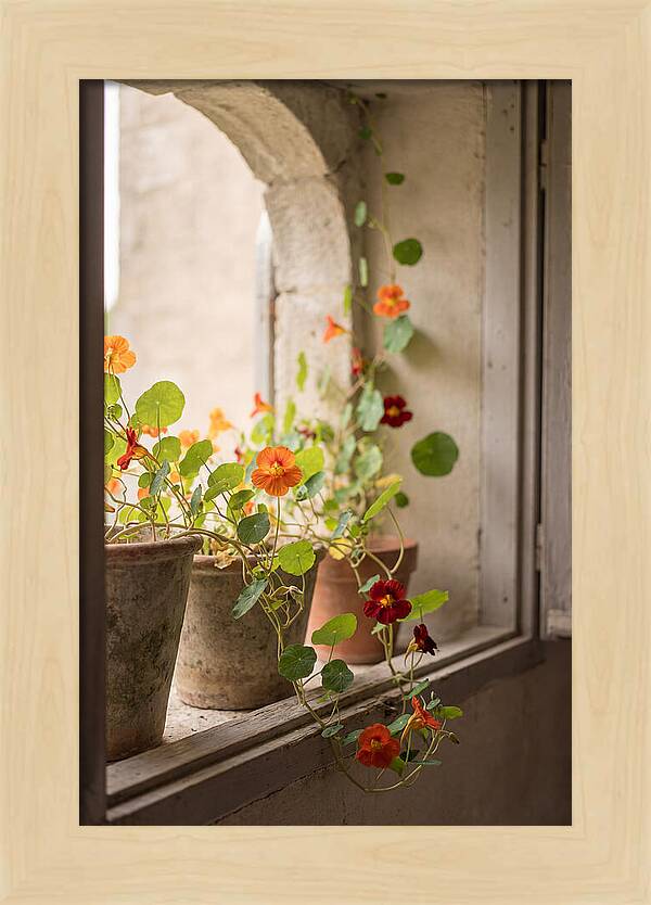 Trailing Nasturtiums In Vivid Orange