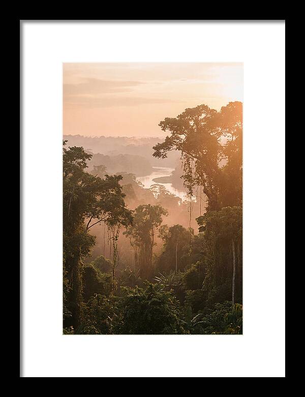 Tranquil Amazon Rainforest Scene