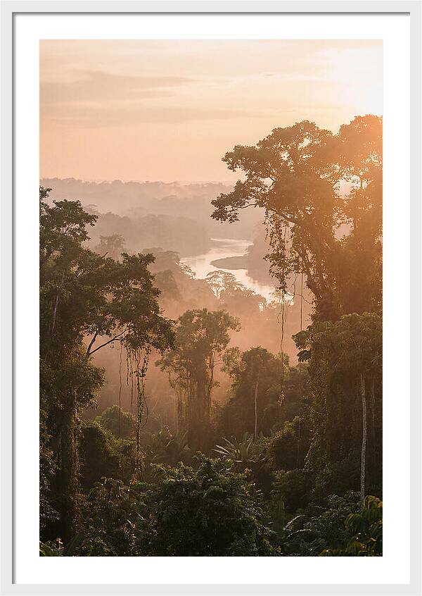 Tranquil Amazon Rainforest Scene
