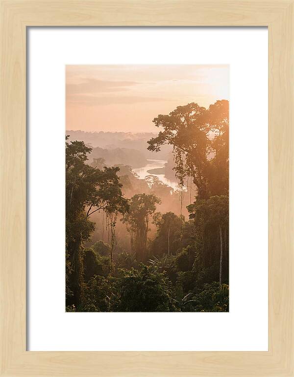 Tranquil Amazon Rainforest Scene