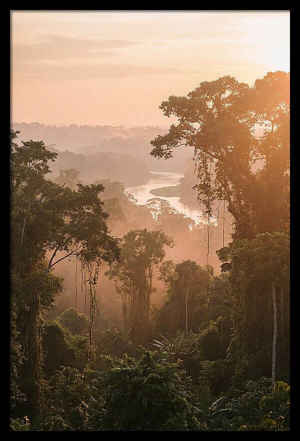 Tranquil Amazon Rainforest Scene