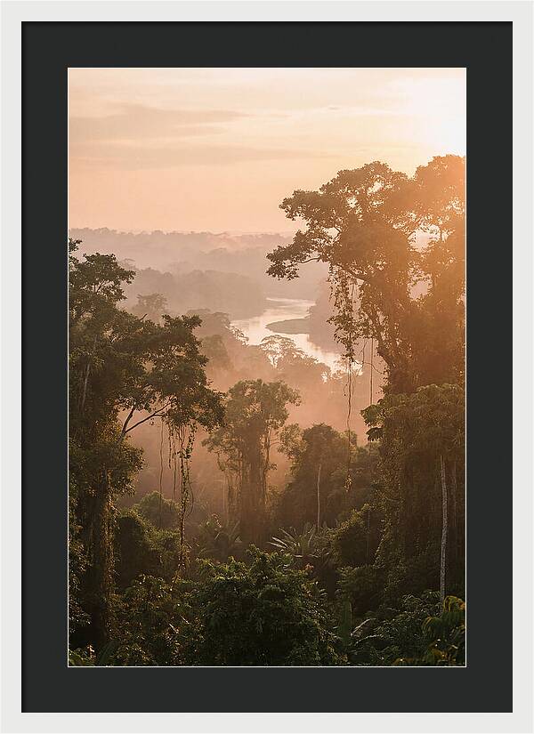 Tranquil Amazon Rainforest Scene