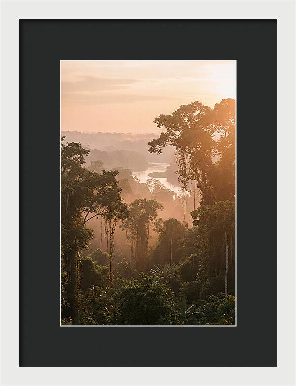 Tranquil Amazon Rainforest Scene