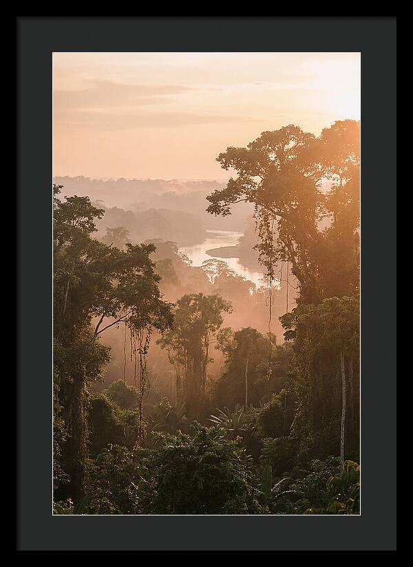 Tranquil Amazon Rainforest Scene