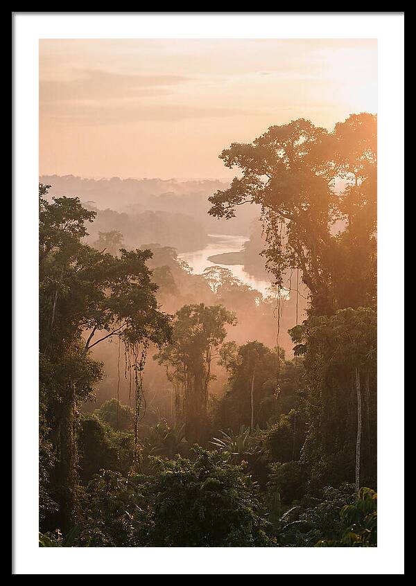 Tranquil Amazon Rainforest Scene