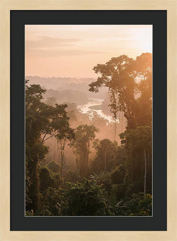 Tranquil Amazon Rainforest Scene