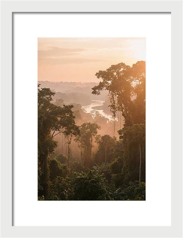 Tranquil Amazon Rainforest Scene
