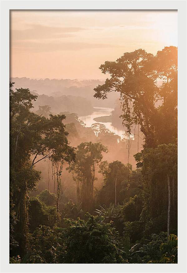 Tranquil Amazon Rainforest Scene