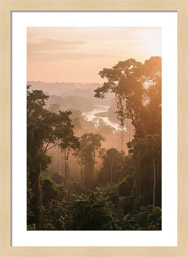 Tranquil Amazon Rainforest Scene