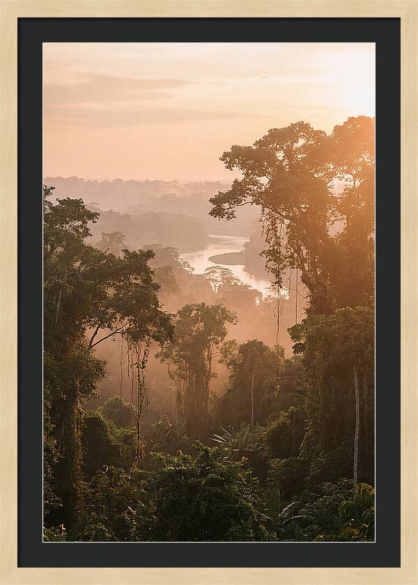 Tranquil Amazon Rainforest Scene