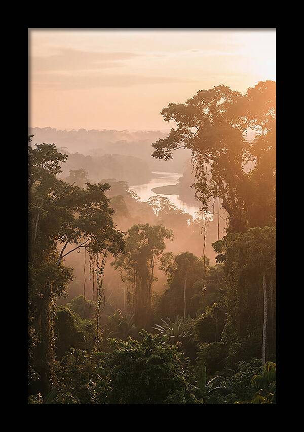 Tranquil Amazon Rainforest Scene