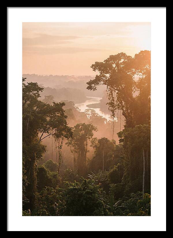 Tranquil Amazon Rainforest Scene