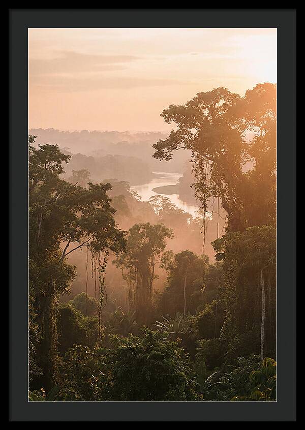 Tranquil Amazon Rainforest Scene