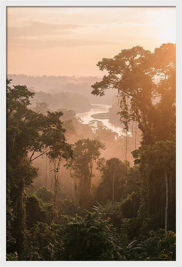 Tranquil Amazon Rainforest Scene