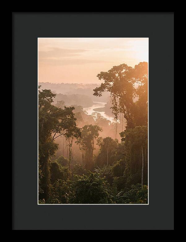 Tranquil Amazon Rainforest Scene