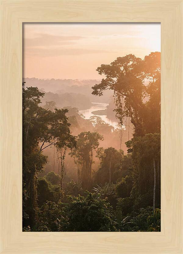 Tranquil Amazon Rainforest Scene