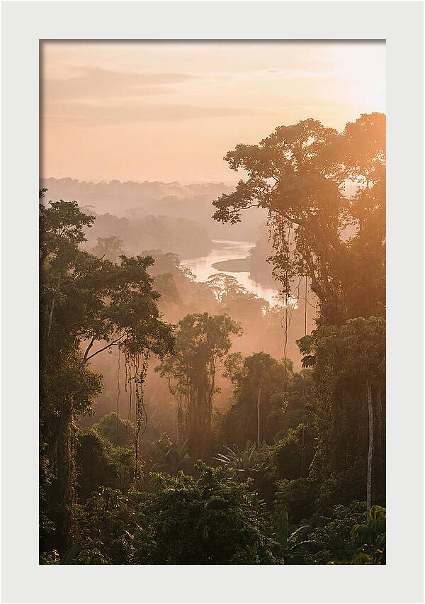 Tranquil Amazon Rainforest Scene