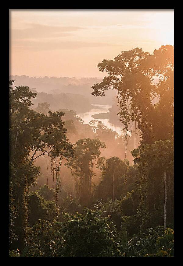 Tranquil Amazon Rainforest Scene