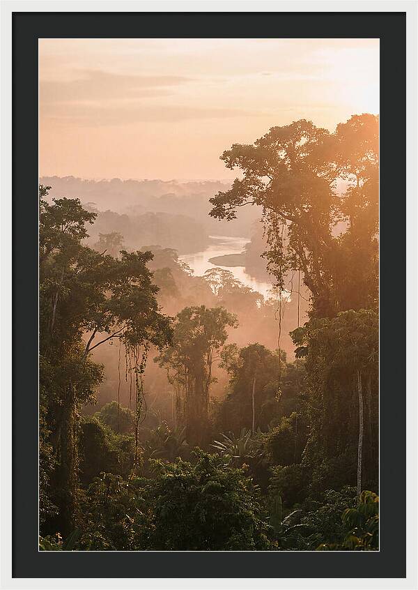 Tranquil Amazon Rainforest Scene