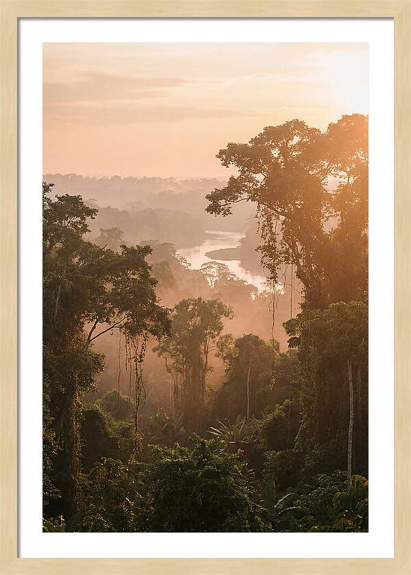 Tranquil Amazon Rainforest Scene