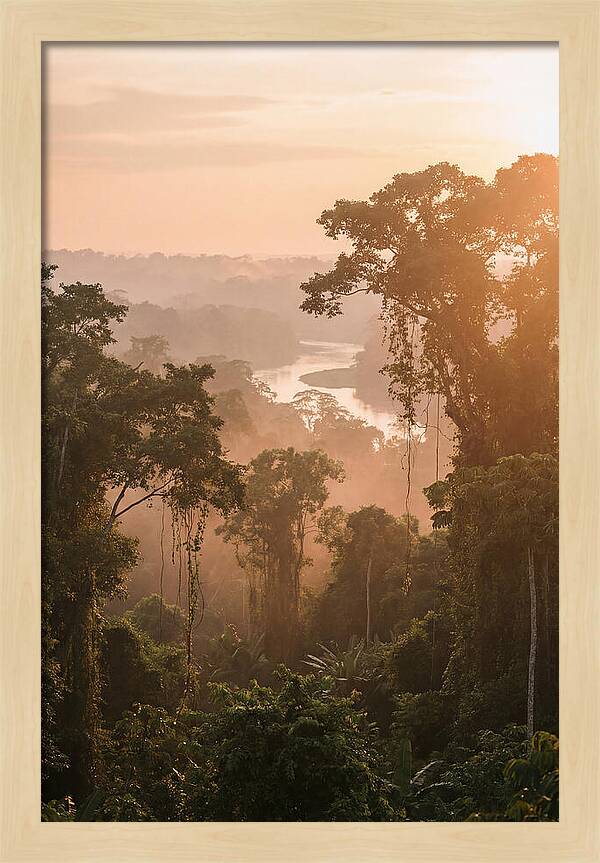 Tranquil Amazon Rainforest Scene