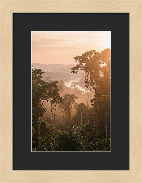 Tranquil Amazon Rainforest Scene