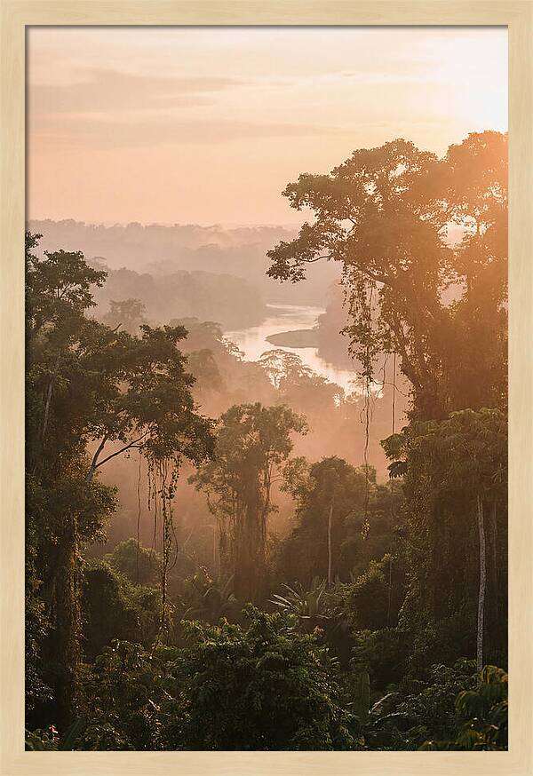 Tranquil Amazon Rainforest Scene