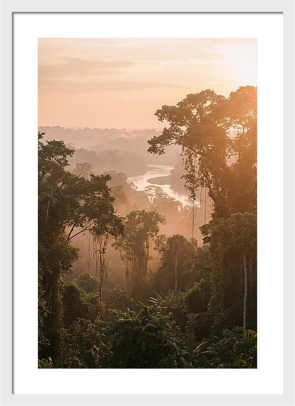 Tranquil Amazon Rainforest Scene