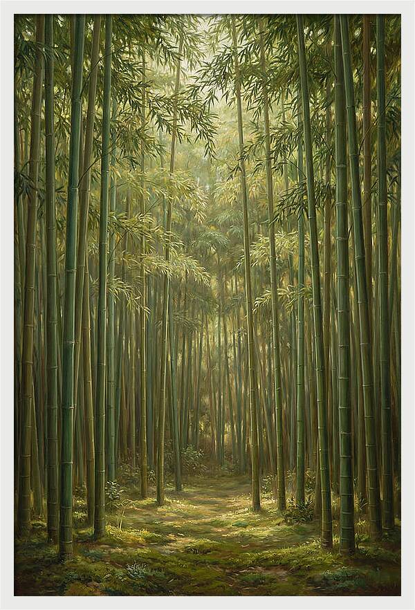 Tranquil Bamboo Grove