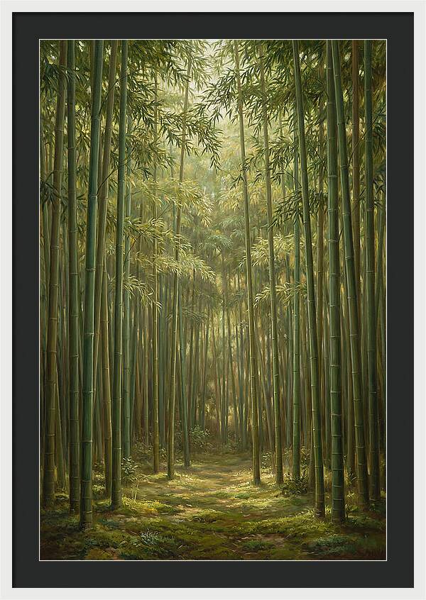 Tranquil Bamboo Grove