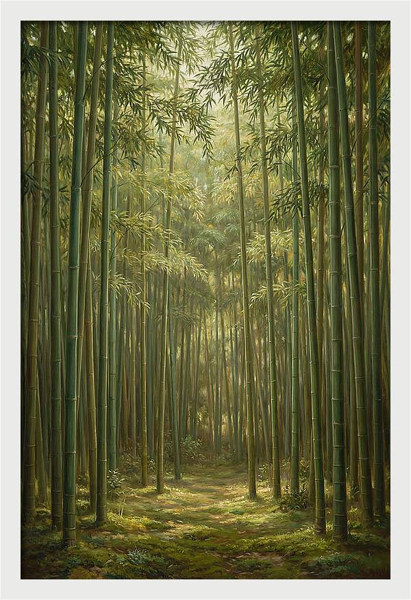 Tranquil Bamboo Grove