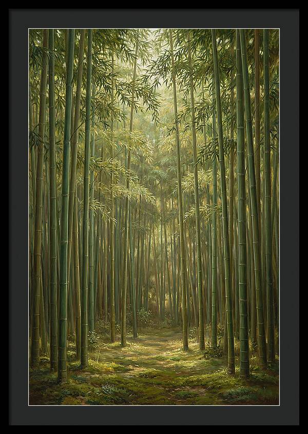 Tranquil Bamboo Grove