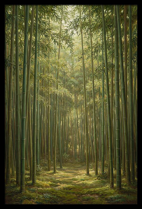 Tranquil Bamboo Grove