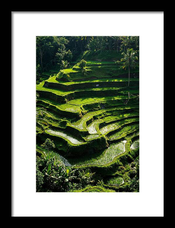 Tranquil Beauty Of Tegalalang Rice Terraces