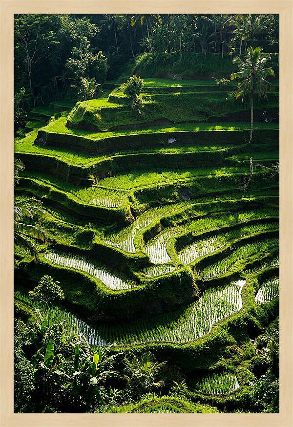 Tranquil Beauty Of Tegalalang Rice Terraces