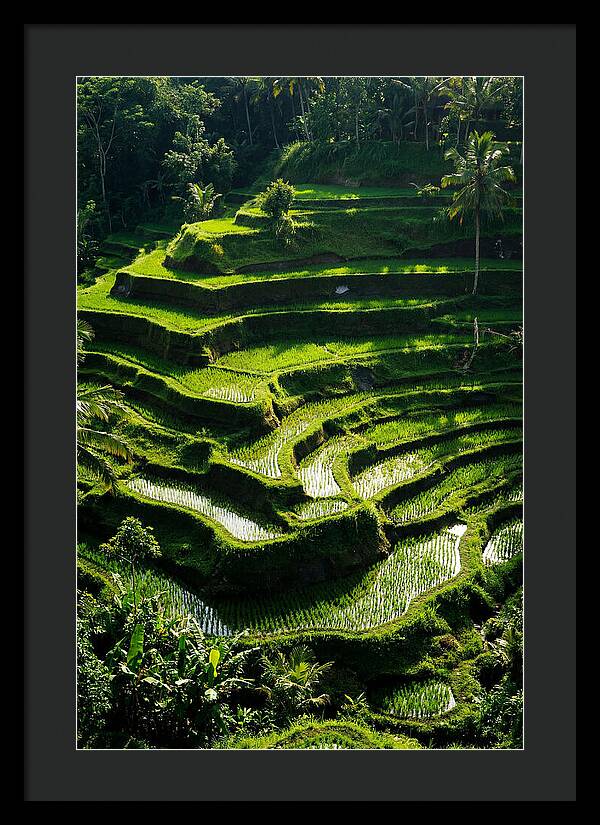 Tranquil Beauty Of Tegalalang Rice Terraces