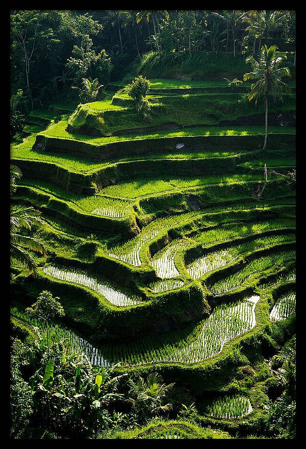 Tranquil Beauty Of Tegalalang Rice Terraces