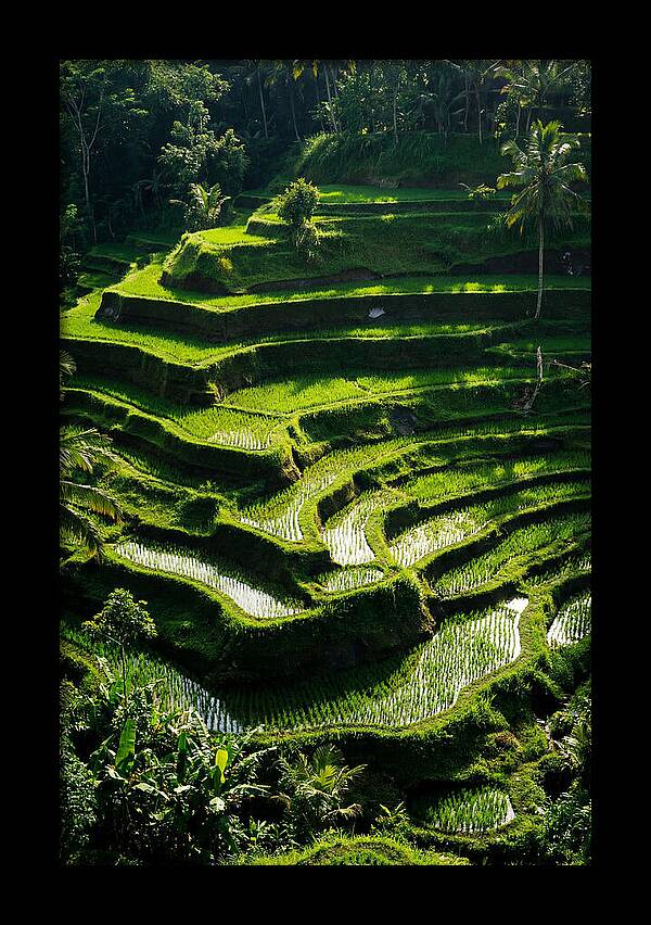 Tranquil Beauty Of Tegalalang Rice Terraces