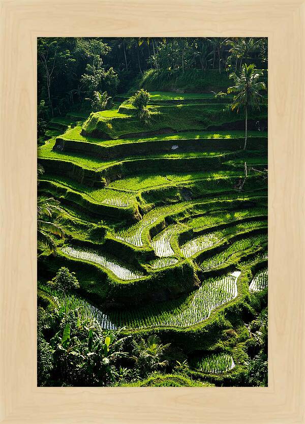 Tranquil Beauty Of Tegalalang Rice Terraces