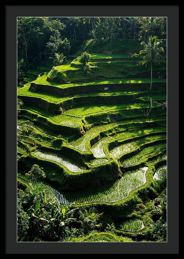 Tranquil Beauty Of Tegalalang Rice Terraces
