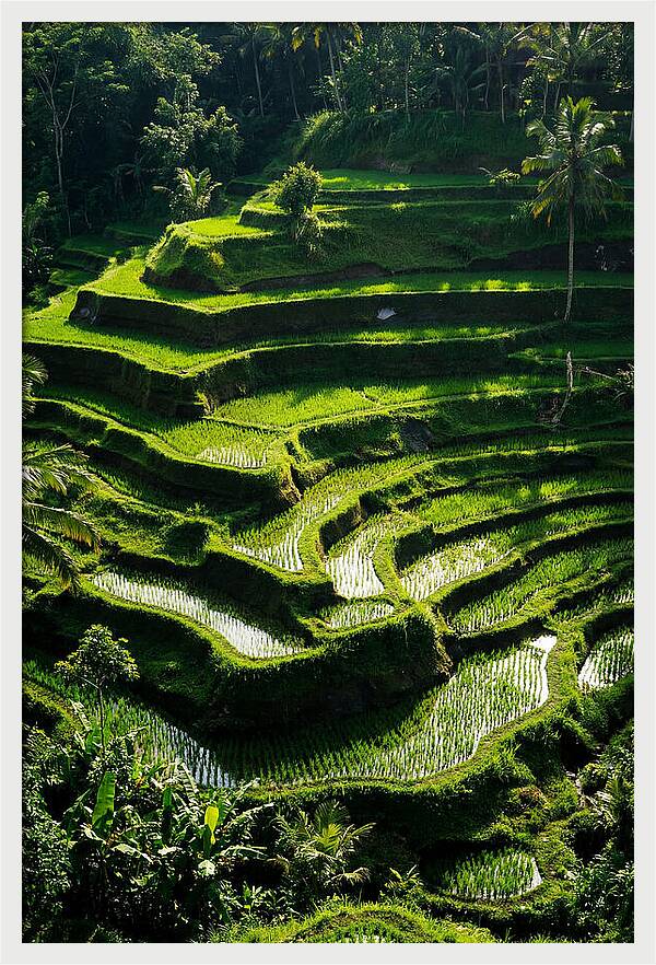Tranquil Beauty Of Tegalalang Rice Terraces