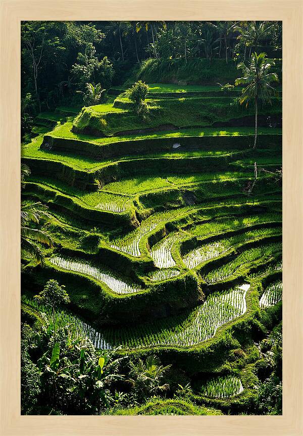 Tranquil Beauty Of Tegalalang Rice Terraces
