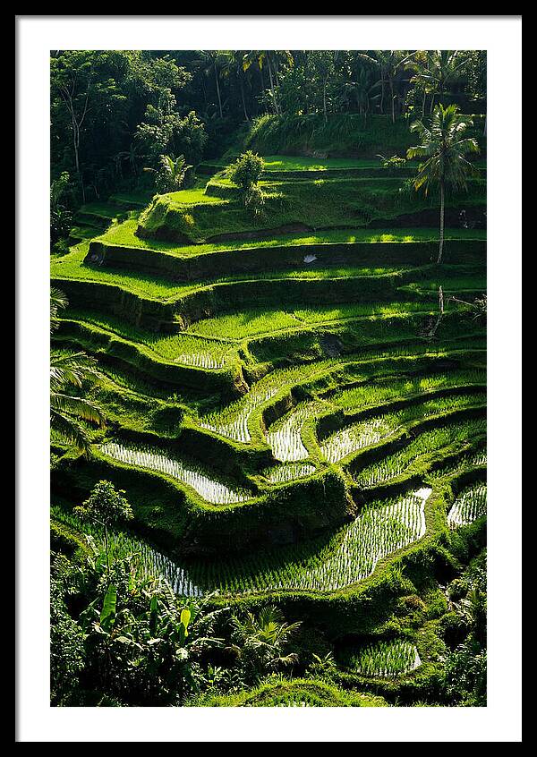 Tranquil Beauty Of Tegalalang Rice Terraces