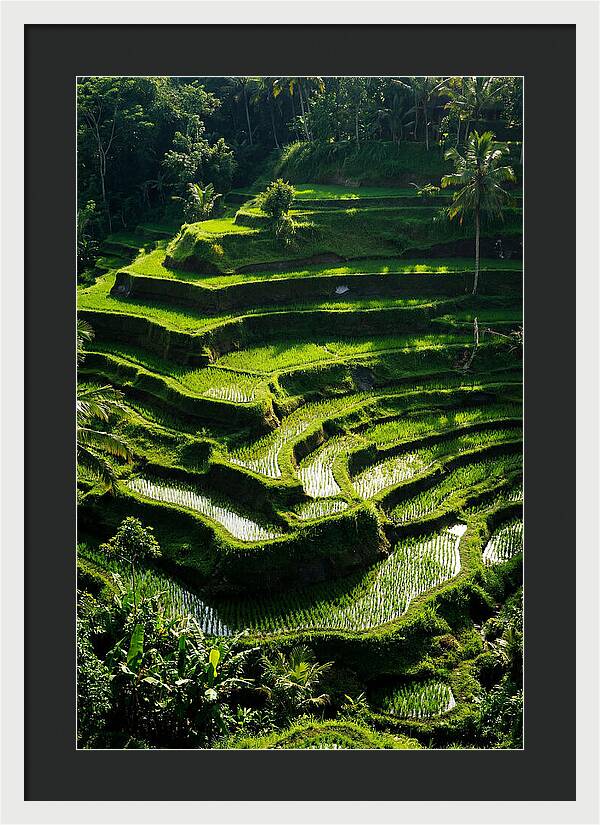 Tranquil Beauty Of Tegalalang Rice Terraces
