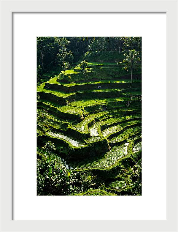 Tranquil Beauty Of Tegalalang Rice Terraces