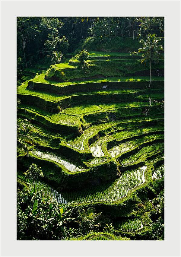Tranquil Beauty Of Tegalalang Rice Terraces