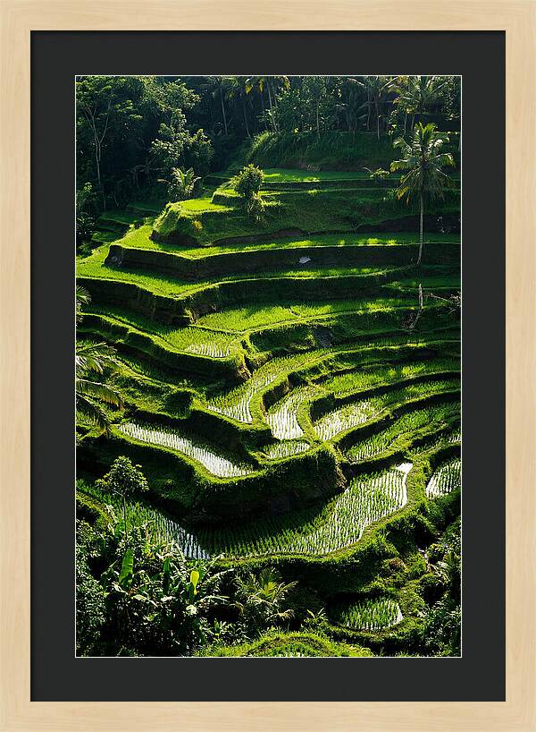 Tranquil Beauty Of Tegalalang Rice Terraces