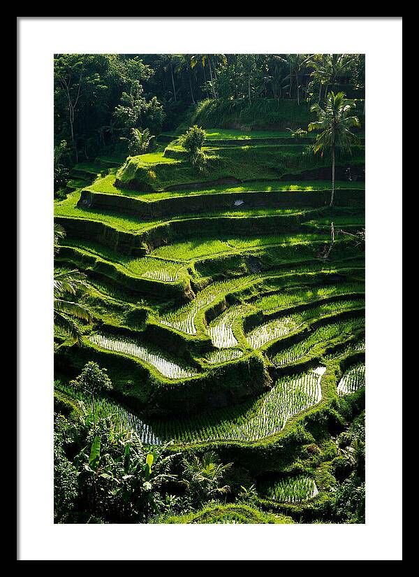 Tranquil Beauty Of Tegalalang Rice Terraces
